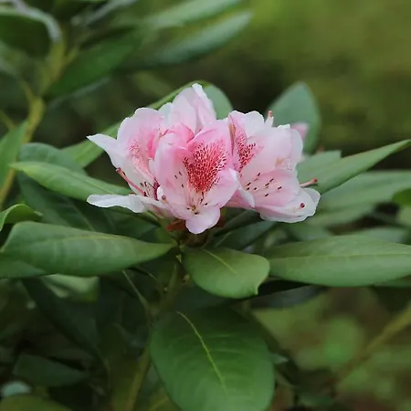 Vignolo Стреза